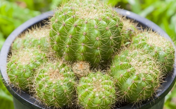 什么植物防輻射最好？防輻射植物有哪些呢？(1)