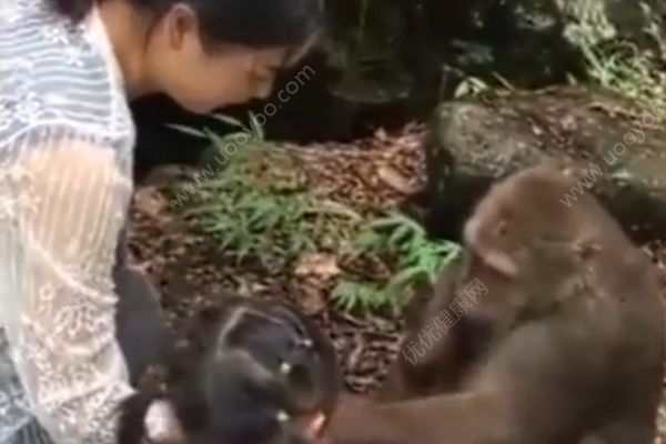 猴子被女子喂食時戲弄，一拳打趴身旁女童(1)