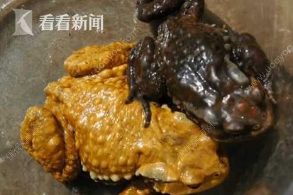 夫妻兩人抓蟾蜍食用，妻子因吃蟾蜍卵中毒身亡(1)