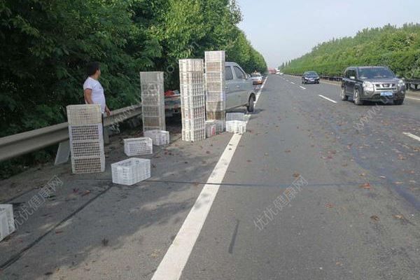 千斤小龍蝦百慕大翻車，遭過往車輛碾壓成“蝦餅”(1)