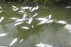 魚塘8萬(wàn)斤魚全死光：檢出石油類污染物，超標(biāo)572倍[多圖]