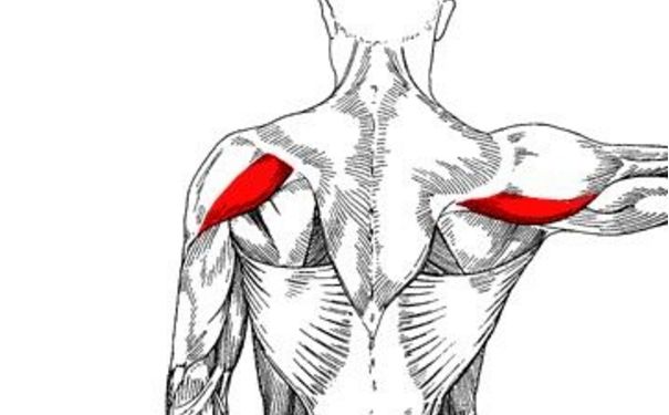 三角肌后束怎么鍛煉？三角肌后束鍛煉方法(1)