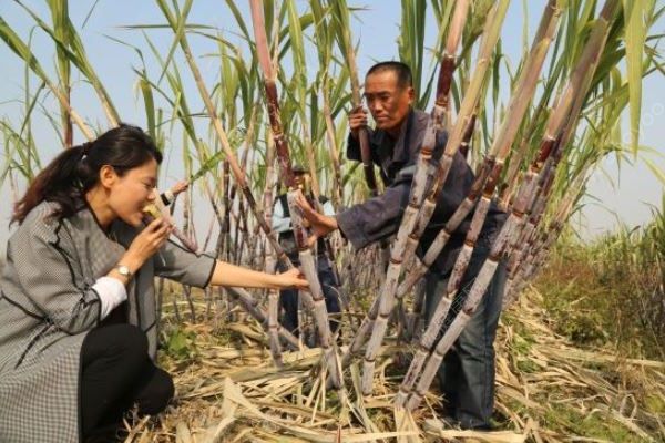 女子吃甘蔗中毒，導(dǎo)致抽搐30年，這種甘蔗不要吃！(3)