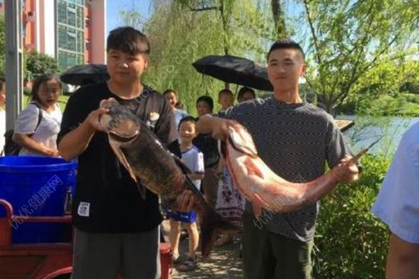 重慶一高校打撈萬斤魚，將做剁椒魚頭等給師生吃(1)