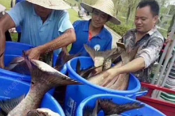 重慶一高校打撈萬斤魚，將做剁椒魚頭等給師生吃(2)