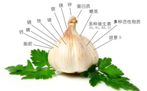 生吃大蔥有什么好處？生吃大蔥的好處(1)