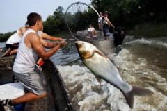 亞洲鯉魚跳上船嚇壞外國(guó)小哥，美國(guó)人為什么不吃亞洲鯉魚？[多圖]