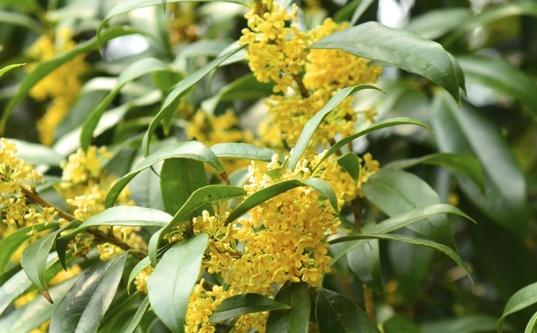 鮮花食療是什么意思？桂花漱口能除口臭嗎？(1)