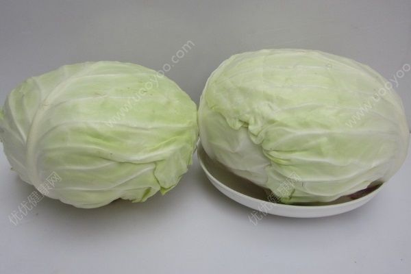 吃包菜會(huì)胖嗎？吃包菜能減肥嗎？(2)