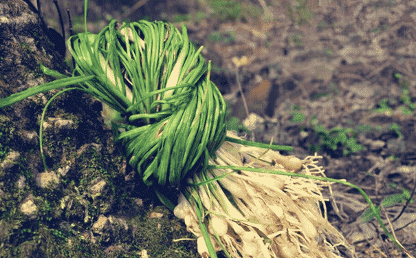 什么是野蔥？吃野蔥有什么好處？(1)