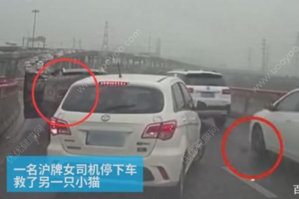 女司機(jī)高架上停車救小貓，應(yīng)該救還是不救？高架橋開車注意事項(xiàng)(2)