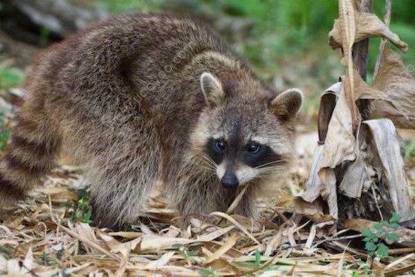 中國球迷在俄動物園被浣熊咬傷，進(jìn)行狂犬病檢查(2)