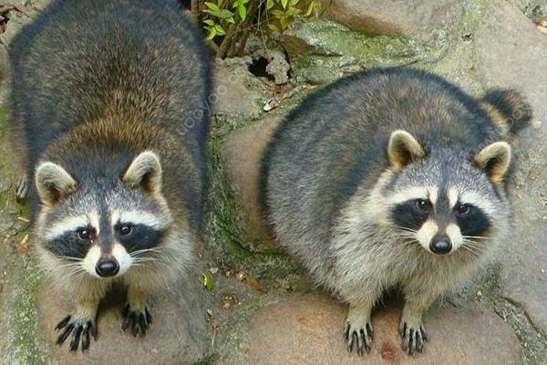 中國球迷在俄動物園被浣熊咬傷，進(jìn)行狂犬病檢查(3)