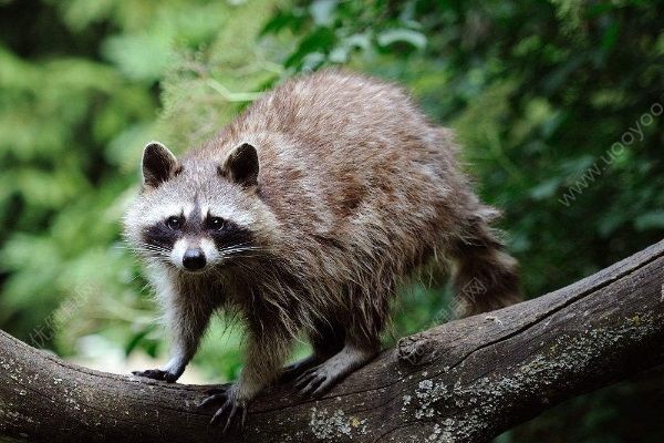 中國球迷在俄動物園被浣熊咬傷，進(jìn)行狂犬病檢查(4)