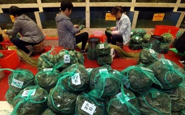 陽澄湖大媽一天捆蟹3000只，月入上萬元，螃蟹為什么要捆起來？(3)