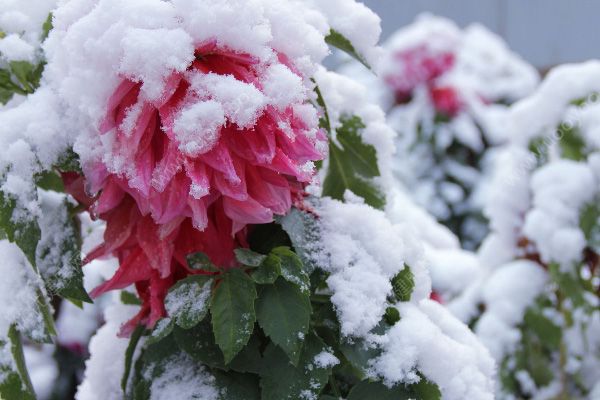 寒潮來(lái)了要注意什么？下雪要注意預(yù)防疾病(1)