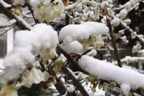 中央氣象臺又發(fā)布藍色暴雪預警，倒春寒要來了嗎？(3)