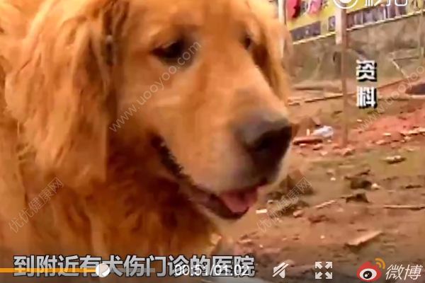 小男孩感染狂犬病“學(xué)狗叫”？警方：系謠言(2)