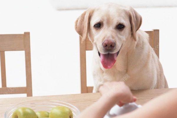 18歲老年癡呆柴犬離世，“親愛(ài)的貓，謝謝你用生命愛(ài)過(guò)我”(3)