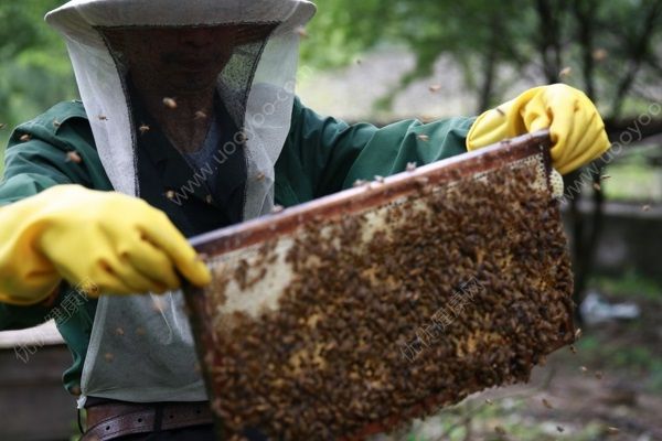 高速收費站被蜜蜂“霸占”，被蜜蜂蟄了怎么辦？(2)