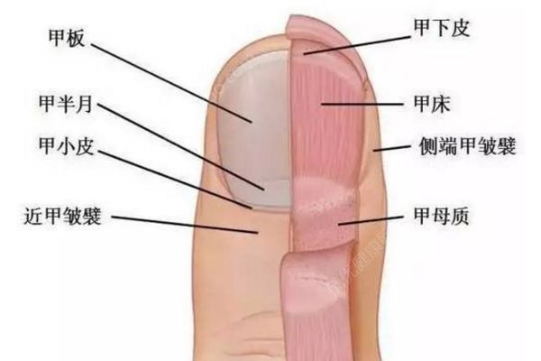 怎樣剪腳指甲避免指甲長進肉里？這才是剪腳指甲的正確方法(1)