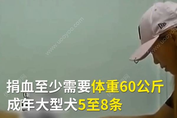 金毛狗內(nèi)臟出血病危！20多只狗深夜集體捐血！(3)