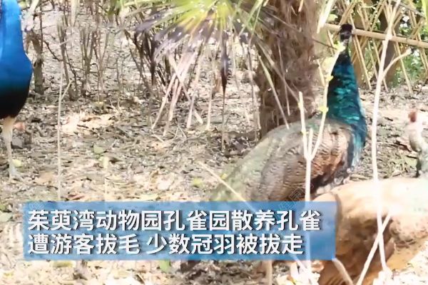 孔雀遭拔毛成公雞！動(dòng)物園：或?qū)⒂慰土腥牒诿麊危?1)