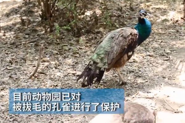 孔雀遭拔毛成公雞！動(dòng)物園：或?qū)⒂慰土腥牒诿麊危?3)