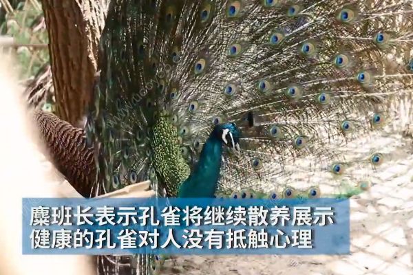 孔雀遭拔毛成公雞！動(dòng)物園：或?qū)⒂慰土腥牒诿麊危?4)