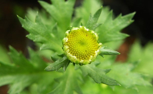 驅蚊植物對人體有害嗎？驅蚊植物有哪些？(1)