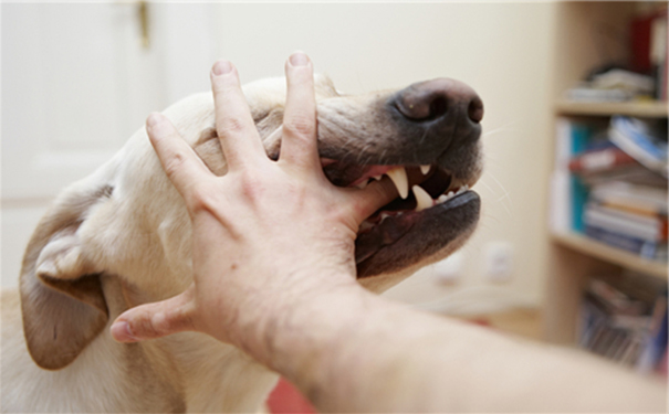 有狂犬病的狗有什么癥狀？得了狂犬病的狗有什么癥狀？(1)