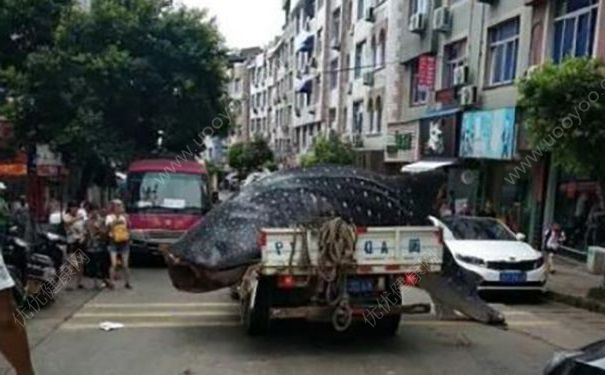 貨車運鯨鯊送酒店遭拒，在路邊用鋸子切割，吃鯊魚肉好不好？(1)