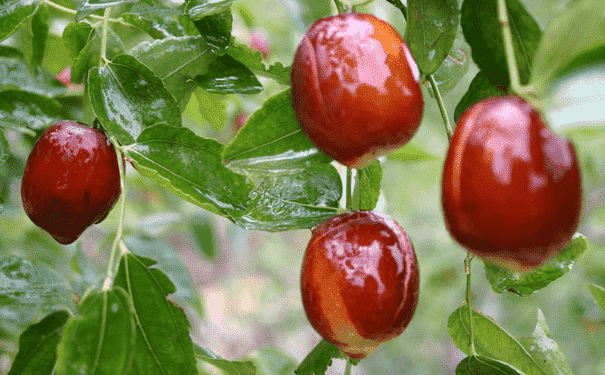 常吃紅棗有哪些好處？怎樣吃紅棗最有營養(yǎng)？(1)