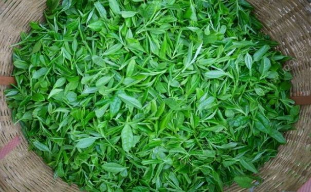 生茶和熟茶哪個(gè)好？生茶和熟茶的區(qū)別(1)