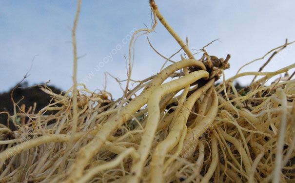 龍膽草有什么作用？龍膽草的功效與作用及禁忌癥(1)