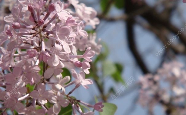 丁香花蕾有什么作用？丁香花蕾有哪些功效？(1)