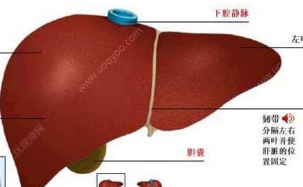 肝功能異常怎么調(diào)理？肝功能異常能治好嗎？(1)