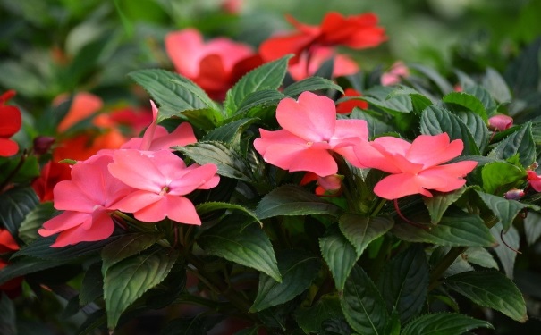 鳳仙花能治灰指甲嗎？鳳仙花可以治療灰指甲嗎？(1)