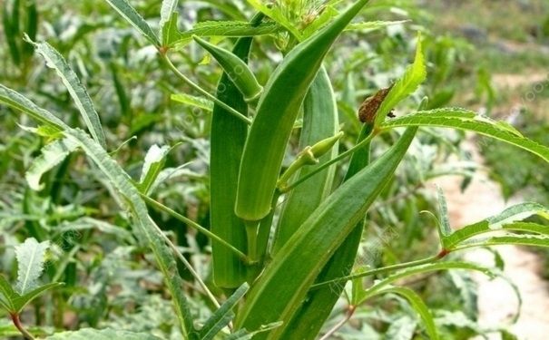 生吃秋葵有什么好處？生吃秋葵好不好？(3)