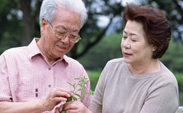 人參泡茶怎么泡？人參泡茶喝有什么好處？(3)