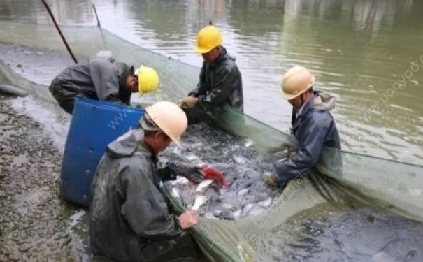 學校3000斤魚免費吃，吃魚對身體有什么好處？(1)