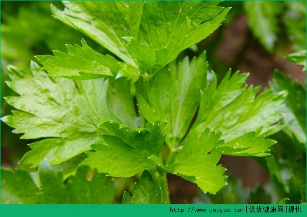 豆芽能和芹菜一起吃嗎？芹菜和豆芽一起吃有什么好處？(2)