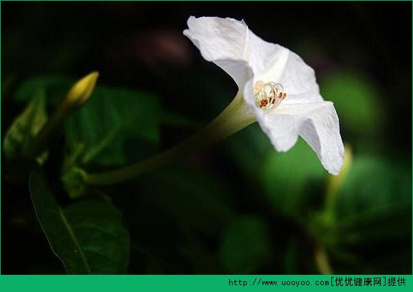 屋內(nèi)種郁金香致頭發(fā)脫落 家里不能養(yǎng)的花有哪些？(7)