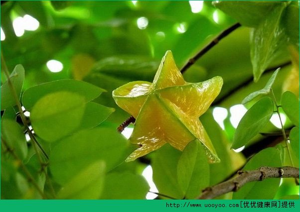 楊桃和芒果能一起吃嗎？楊桃和芒果一起吃好不好？(1)