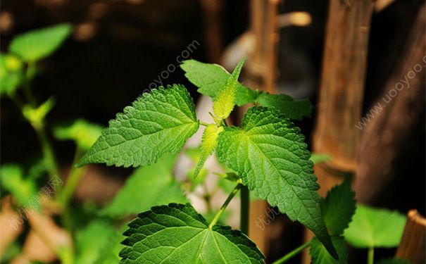 薄荷曬干泡茶有什么好處？薄荷曬干泡水的功效(1)