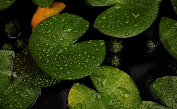 下雨衣服晾不干怎么辦？下雨天淋雨的衣服還要洗嗎？(4)