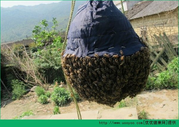 200萬蜜蜂堵國道 被蜜蜂蟄了怎么處理(1)