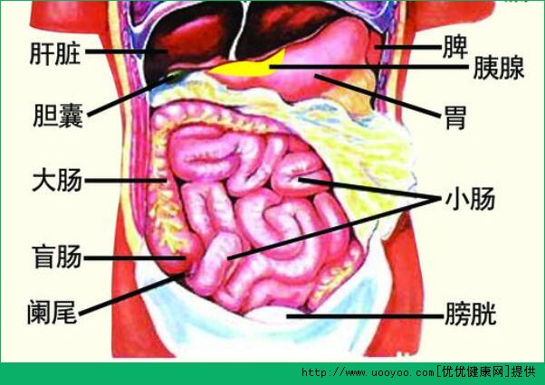 診脈有什么作用？診脈和臟腑的聯(lián)系(2)