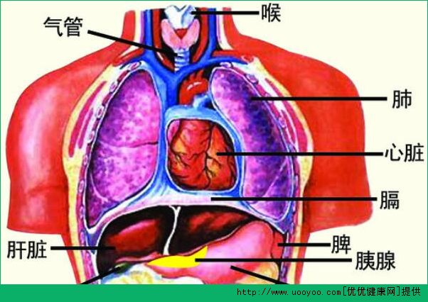 診脈有什么作用？診脈和臟腑的聯(lián)系(3)