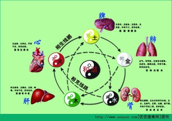 五臟六腑的功能是什么？五臟六腑有什么特點(diǎn)？(1)